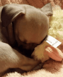 a small puppy laying on a blanket with a label that says open on it