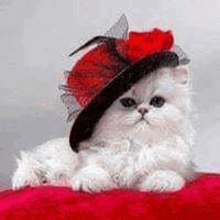 a white cat is wearing a red hat and sitting on a red blanket .