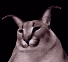 a close up of a cat 's face with horns on a black background .