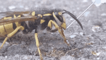 a wasp with a needle sticking out of it 's head