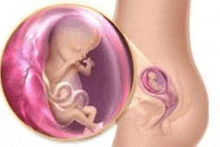 a picture of a baby in a woman 's belly .