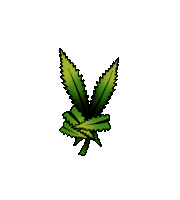 a drawing of a marijuana leaf on a white background .