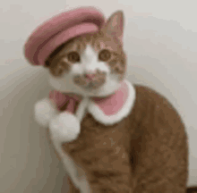 a brown and white cat wearing a pink hat and a pink scarf .