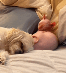 a dog laying on a bed with a cat on its head