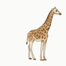 a giraffe standing next to a baby giraffe on a white background .