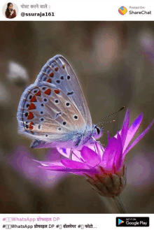 a butterfly is sitting on a purple flower with a google play logo in the corner