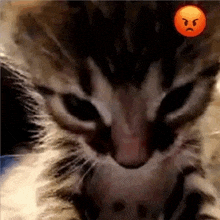 a close up of a cat 's face with an angry face on it 's head .