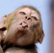 a close up of a monkey 's face with its tongue sticking out .