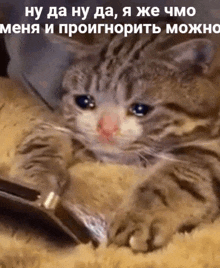 a cat is laying on a blanket with a foreign language caption .