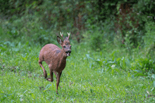 a brown deer with antlers is running in the grass