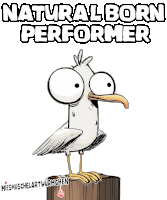 a cartoon of a seagull with the words natural born performer written above it