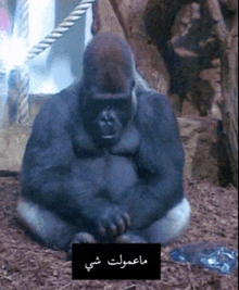 a gorilla is sitting on the ground with arabic writing on the bottom