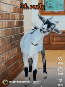 a goat standing in front of a brick wall with the words oh really above it