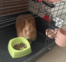 a rabbit in a cage with a green bowl of food