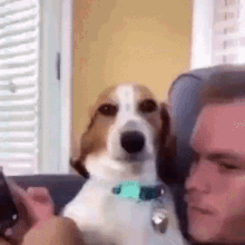 a brown and white dog is sitting next to a man on a couch and looking at the camera .