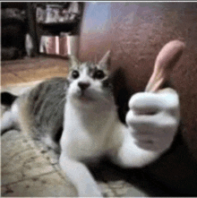 a cat is giving a thumbs up sign while laying down on the floor .