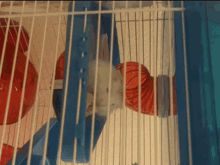 a hamster in a blue and white cage with a red and orange tunnel