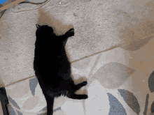 a black cat laying on its back on a carpet