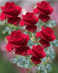 a bunch of red roses with green leaves are sitting on a table .