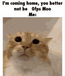 a picture of a cat with a caption that says i 'm coming home you better not be 0fps moo me