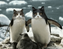 a couple of cats that look like penguins standing next to each other on a rock .