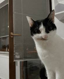 a black and white cat looking at the camera in front of a window