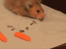 a hamster is eating sunflower seeds and carrots on a piece of paper