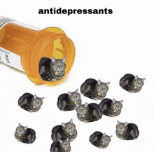 a bottle of antidepressants with many cats laying in it