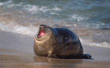 a seal with its mouth open is laying on the beach