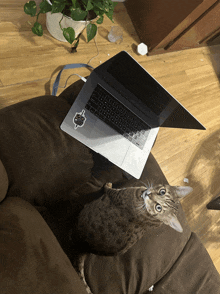 a cat is looking up at a laptop with a sticker on it