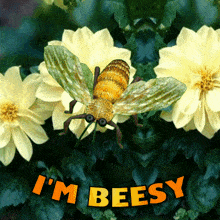a picture of a bee with the words i 'm beesy underneath it