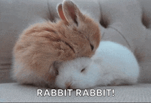 two small brown and white rabbits sleeping on a couch with the words rabbit rabbit written below them