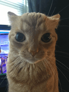 a close up of a cat 's face in front of a computer screen