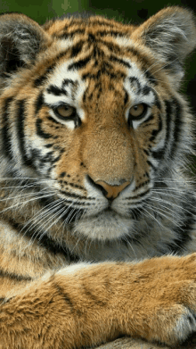 a close up of a tiger 's face with its paws crossed