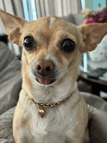 a small brown and white dog wearing a gold necklace with a heart pendant