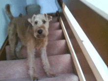 a dog standing on a set of stairs with a wooden railing