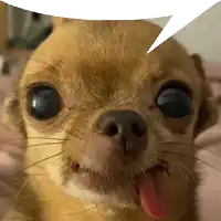 a close up of a chihuahua with a speech bubble above its head