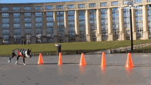 a dog wearing a red white and blue vest runs through orange cones in front of a building that says petcollective