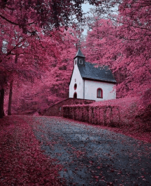 a small white house sits in the middle of a pink forest