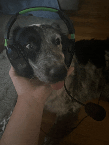 a person holding a dog wearing headphones with a microphone