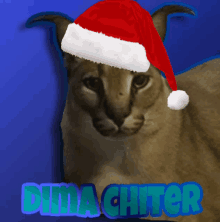 a picture of a cat wearing a santa hat with the name dima chiter written below it