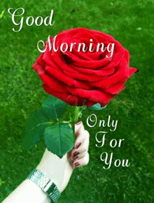 a woman holding a red rose with the words good morning only for you written on it