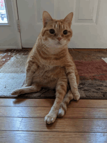 an orange and white cat sitting on a rug in front of a door