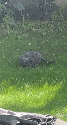 a cat is laying in the grass with a bag in the foreground