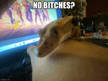 a dog is sitting in front of a computer screen with the caption " no bitches "