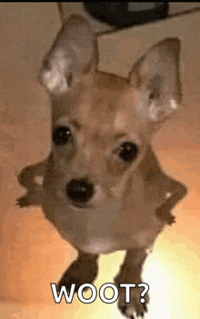 a small brown dog is standing on its hind legs and looking at the camera with the words woot written on the bottom .