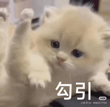 a close up of a white cat with chinese writing on it