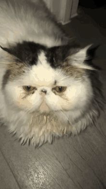 a close up of a fluffy cat laying on a wooden floor