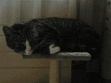 a cat is laying on a scratching post in front of a window