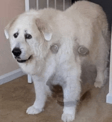 a white dog is standing in a room with a shadow of another dog on the floor .